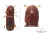 Xyleborus dryographus